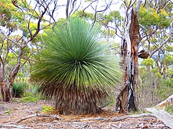 Adelaide Hills Grass Tree