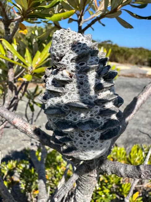 Albany Banksia