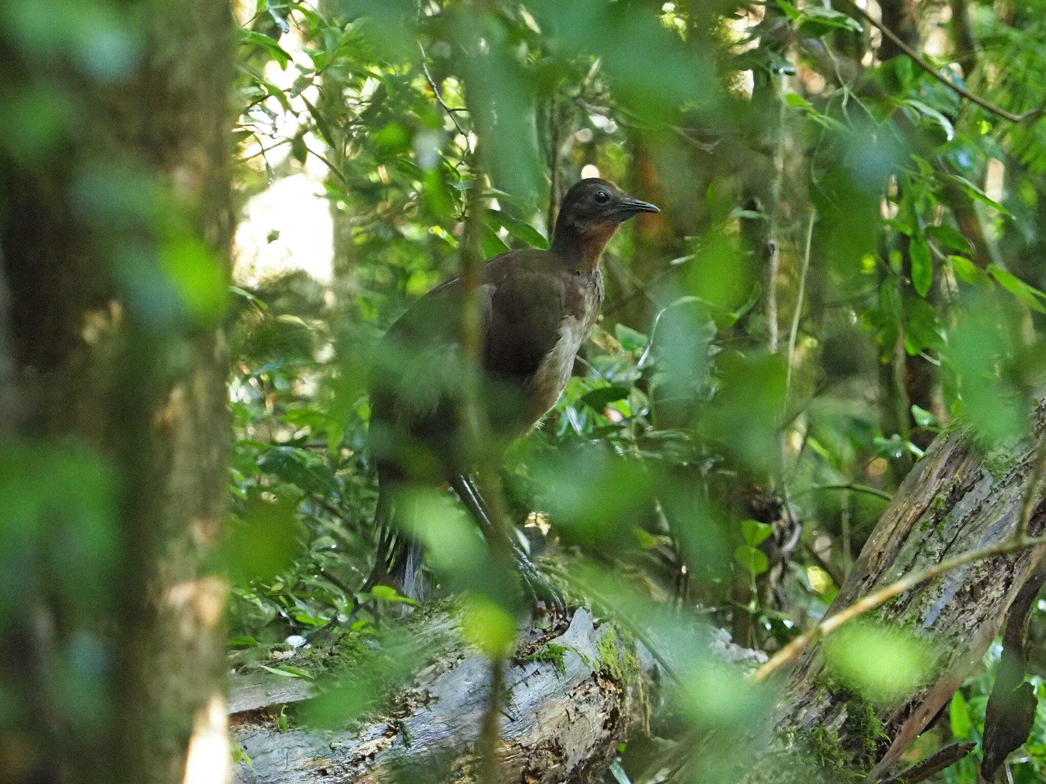 Albert's Lyrebird