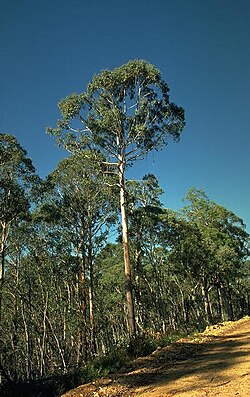 Alpine Ash