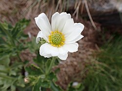 Anemone Buttercup