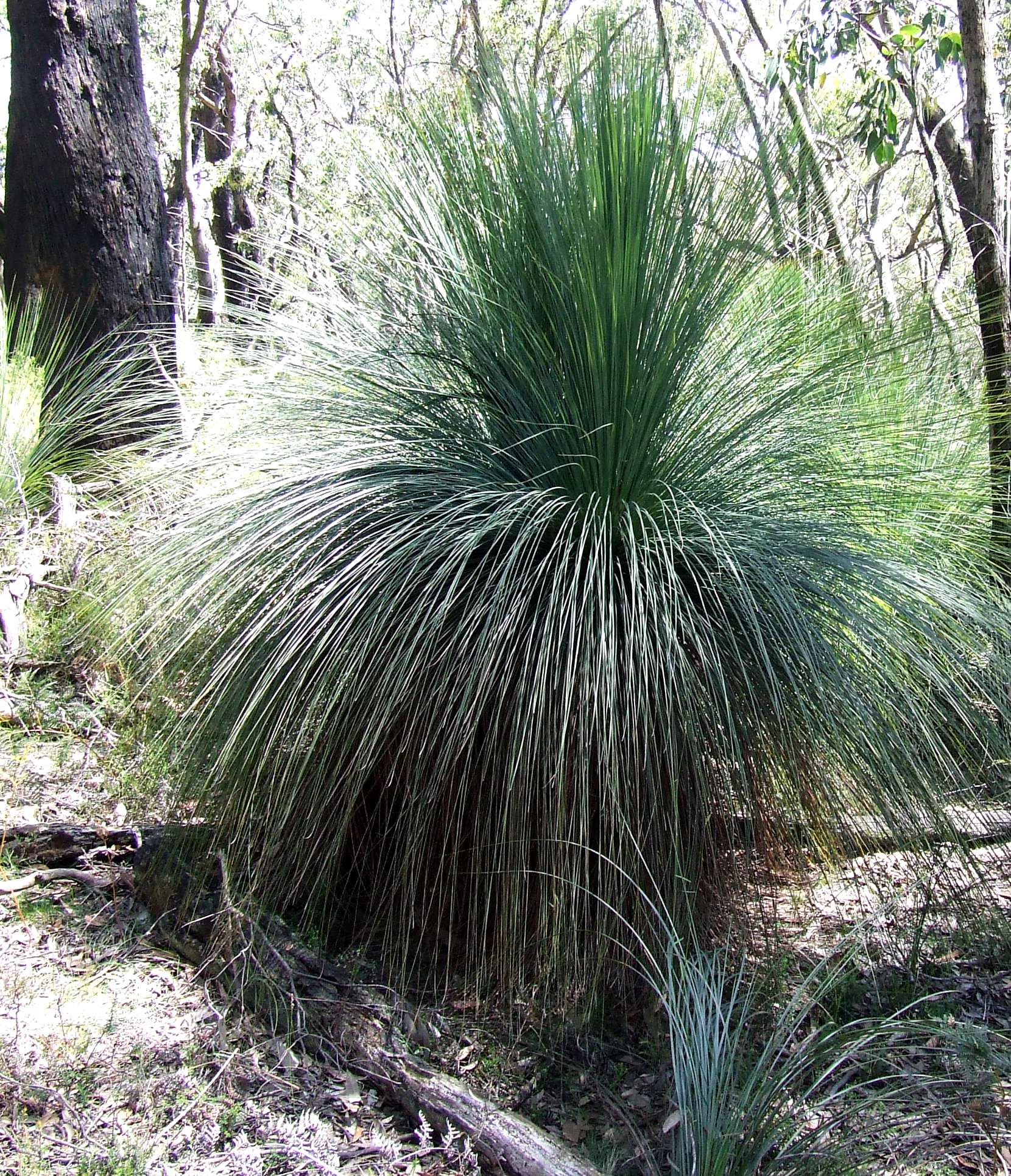 Austral Grass-tree