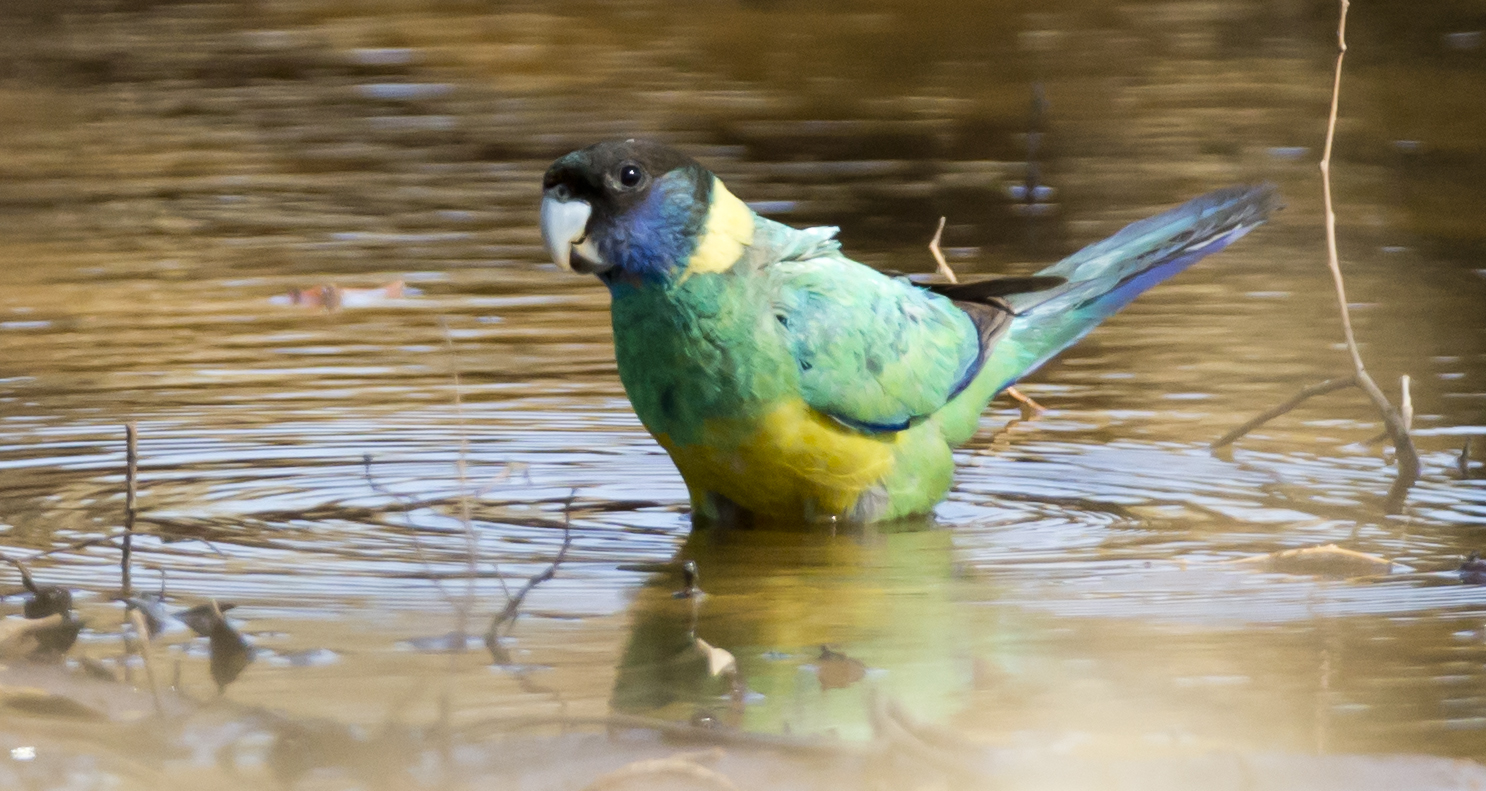 Australian Ringneck