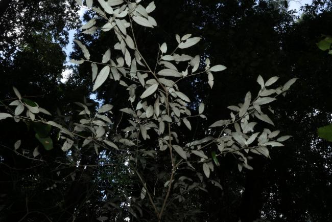 Bahrs Scrub Croton
