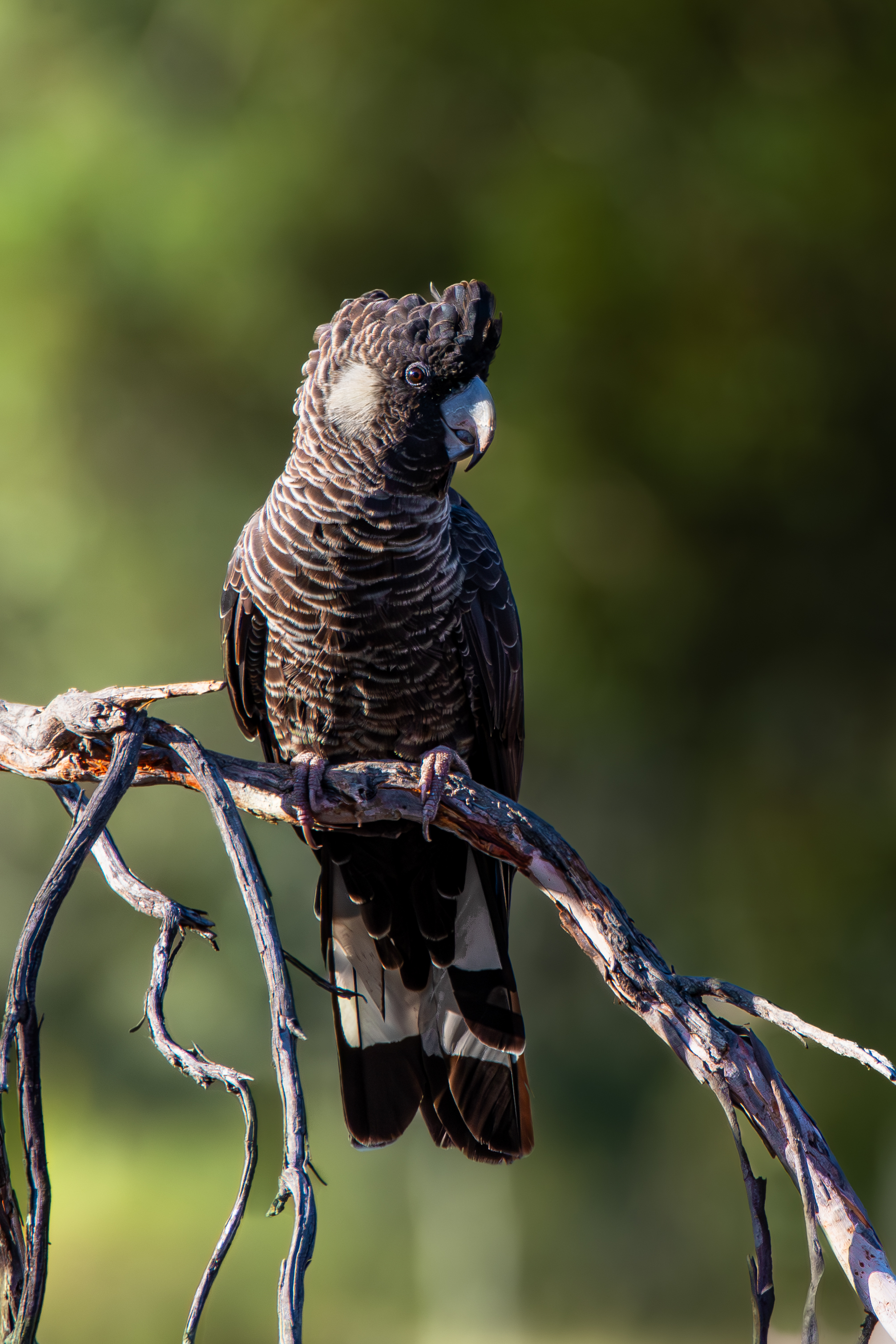 Baudin's Black-Cockatoo