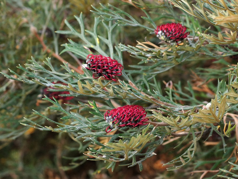 Beadle's Grevillea