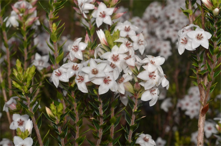 Bearded Heath
