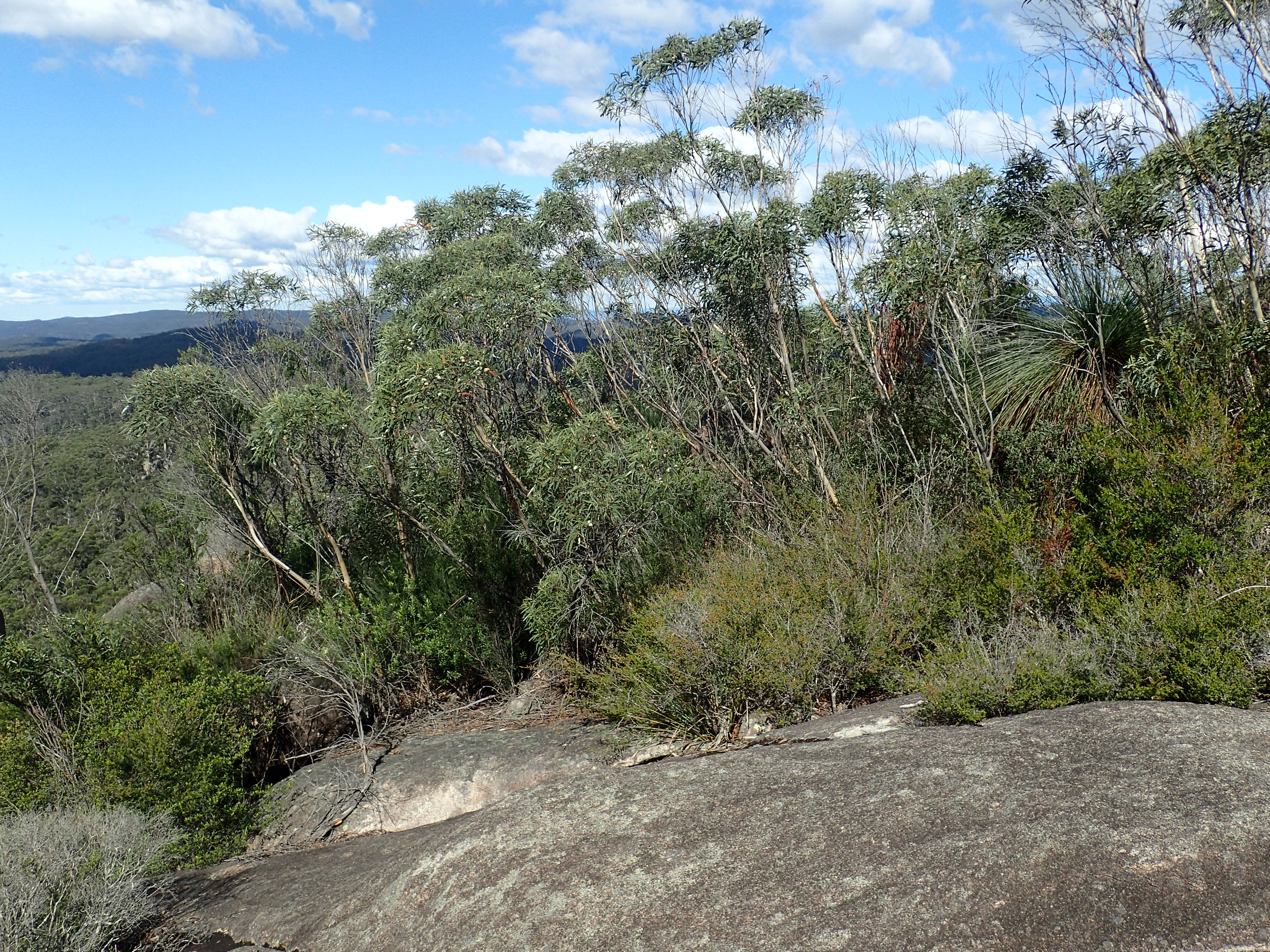 Bell-fruited Mallee Ash