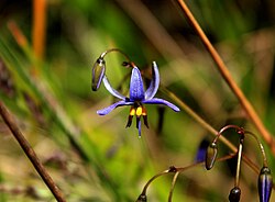 Black-anther Flax Lily