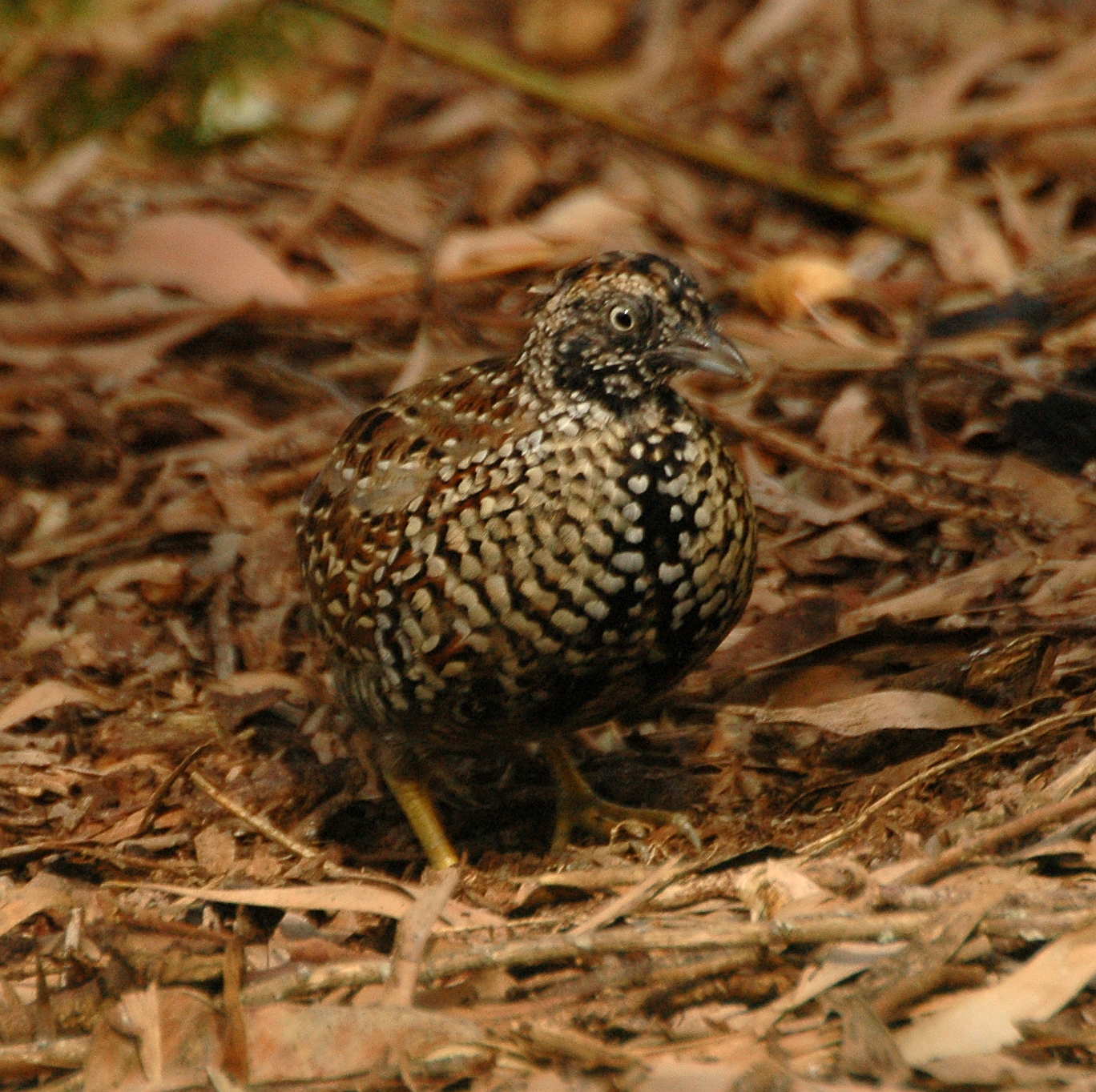 Black-breasted Buttonquail