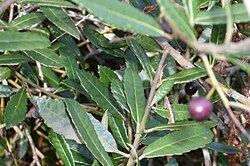 Black Olive-berry