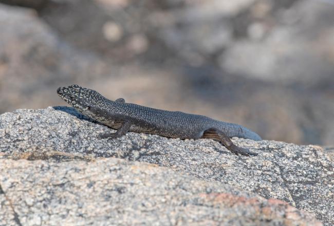 Black Rock Skink