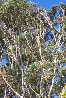 Blackbutt
