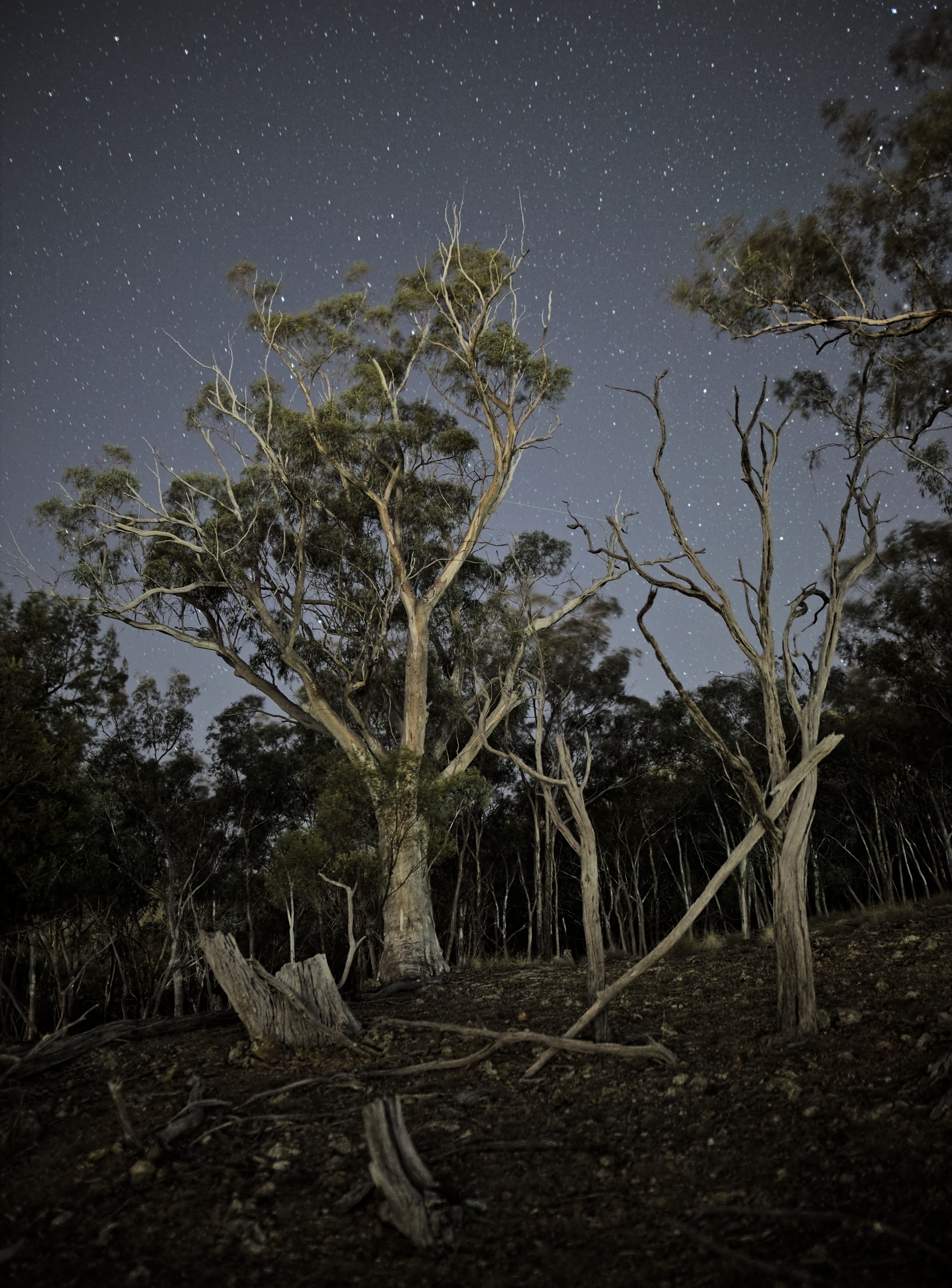Blakely's Red Gum