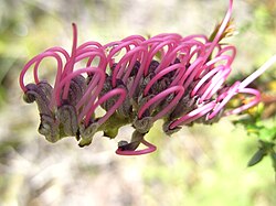 Blue Mountains Grevillea