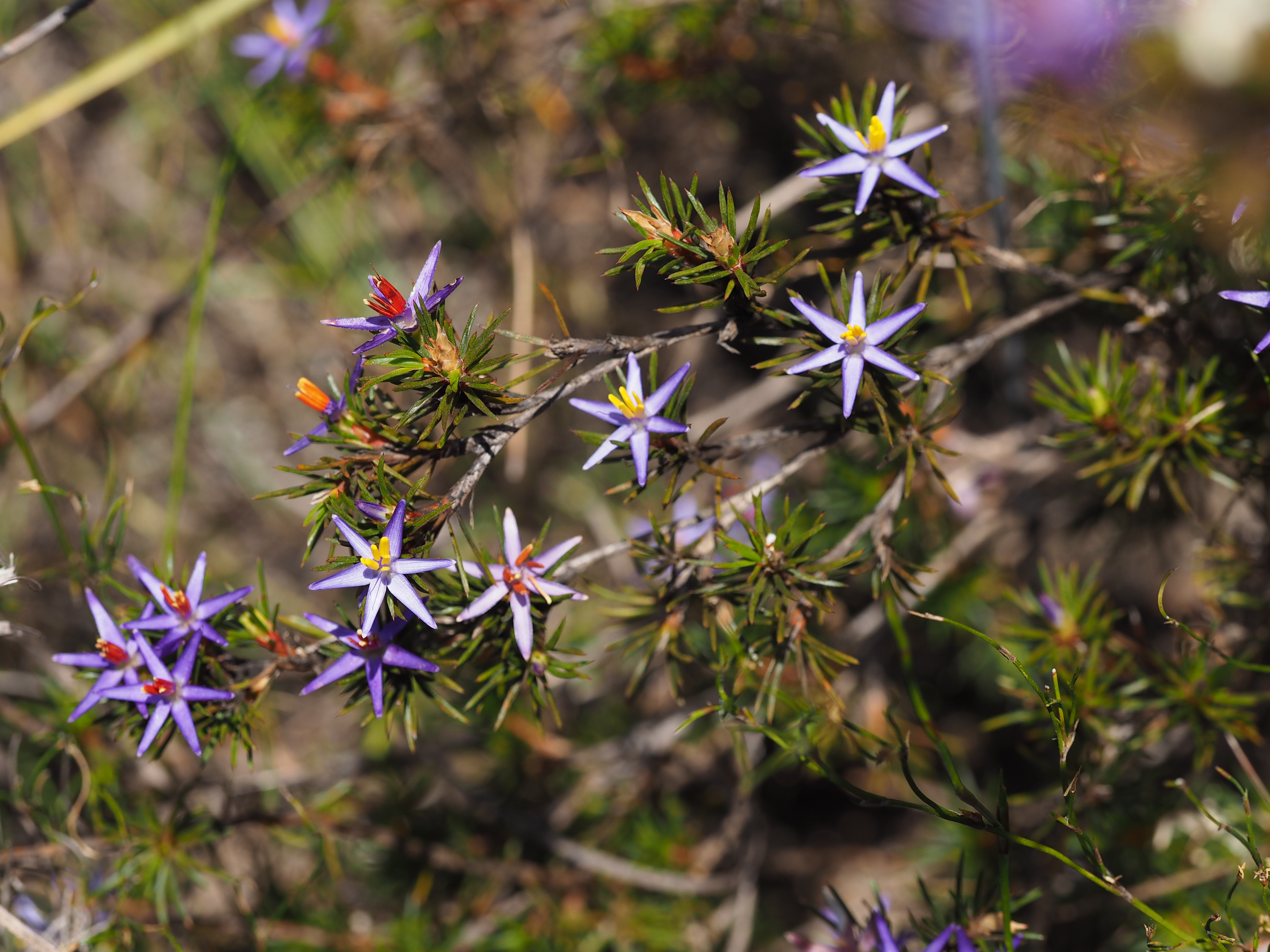 Blue Tinsel Lily