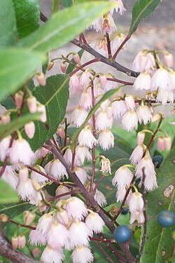 Blueberry Ash