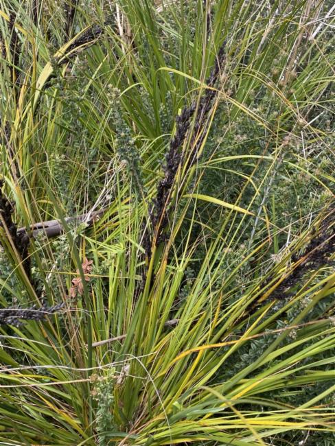 Bog Saw-Sedge