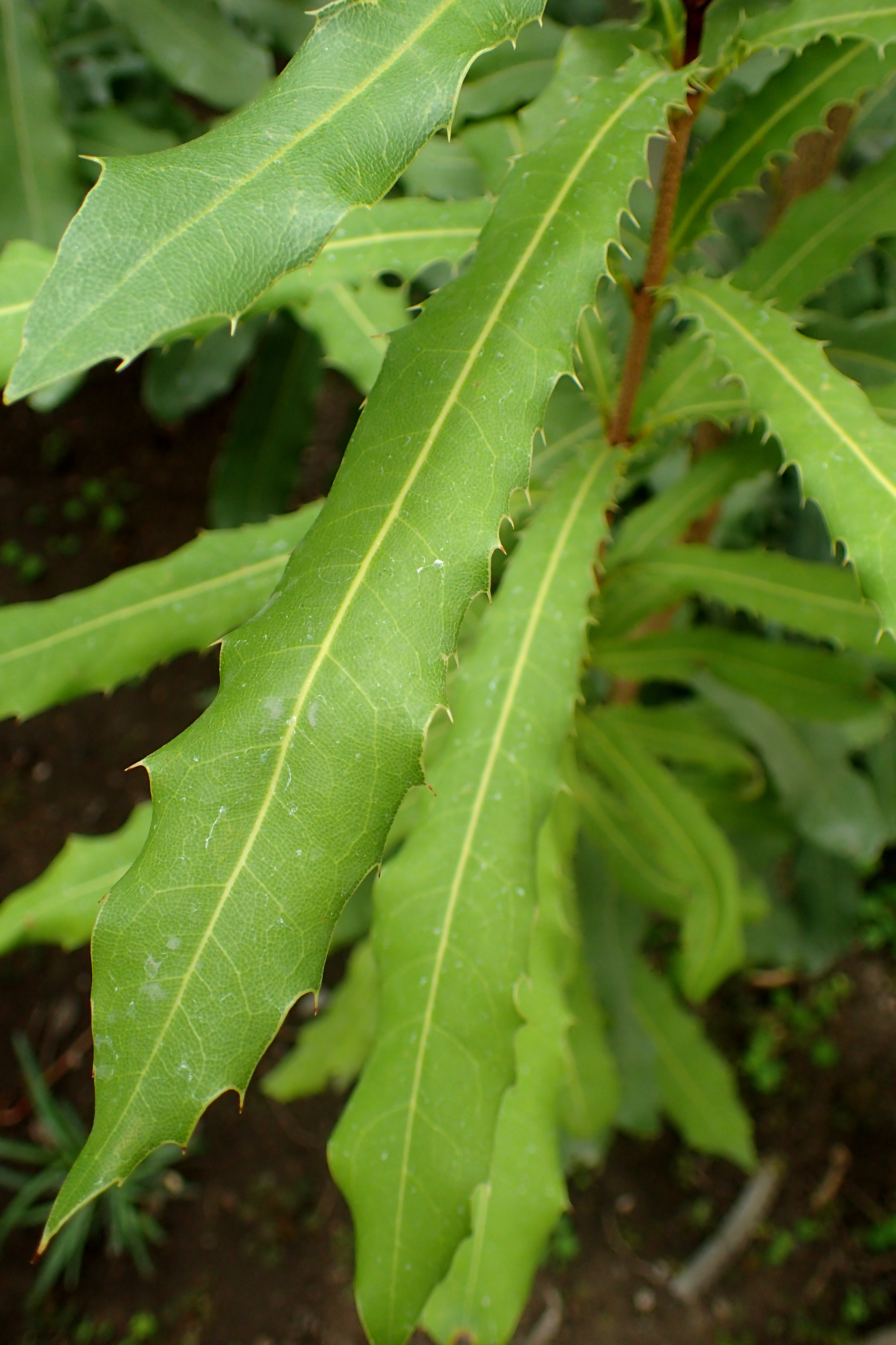 Bopple Nut (Small-fruited Queensland Nut)