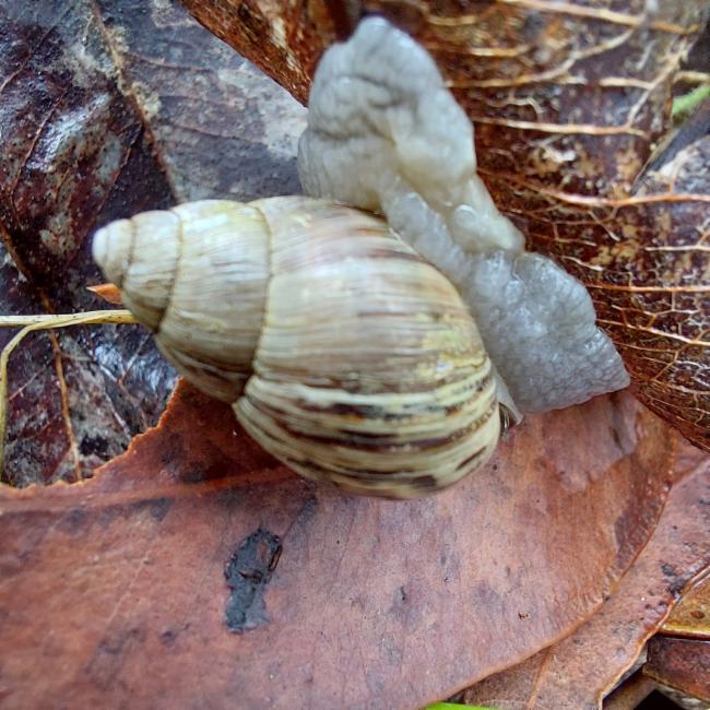 Brazier's Bothriembryontid Land Snail