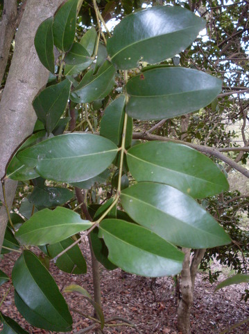 Broad-leaved Lilly Pilly