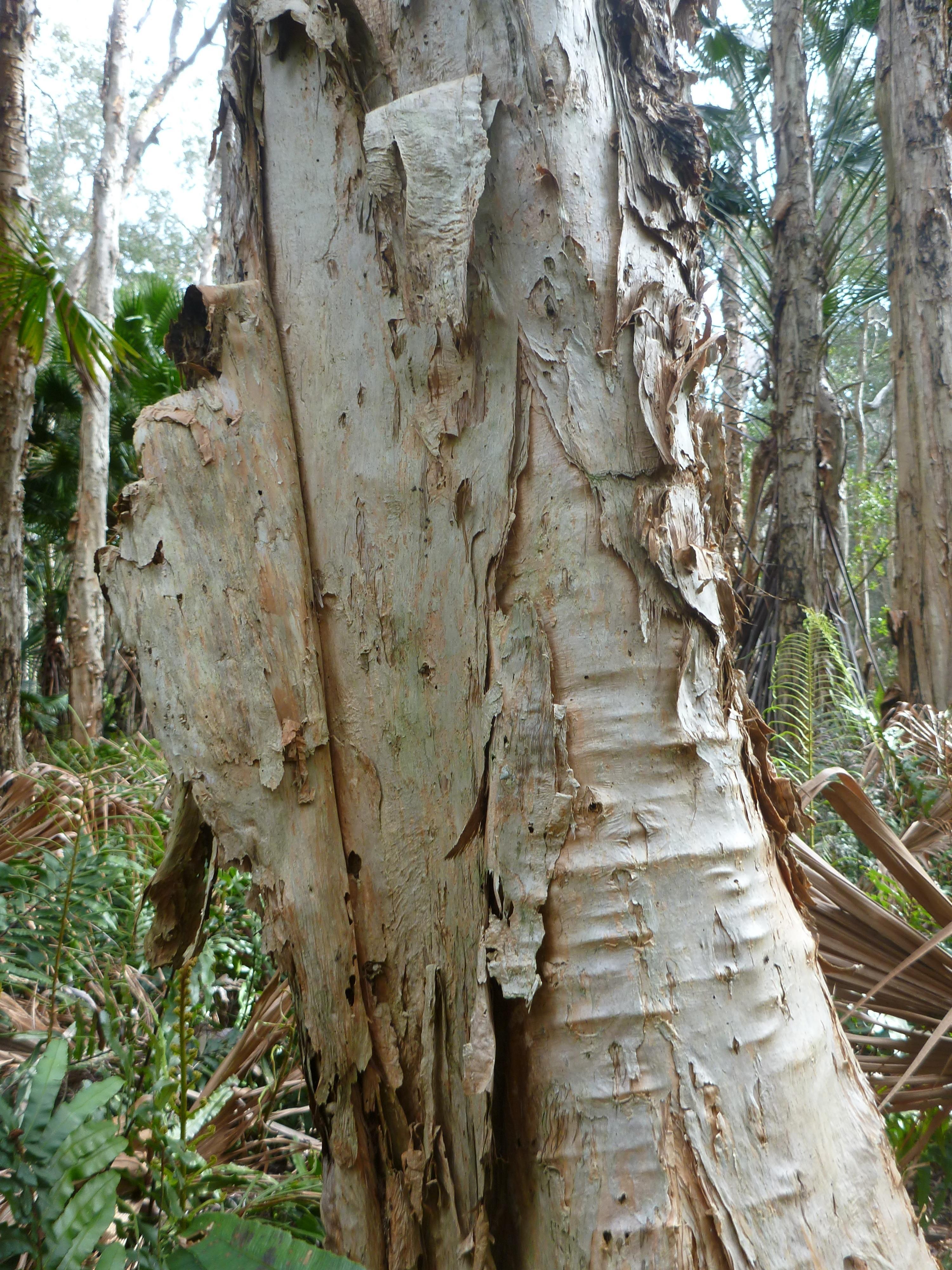 Broad-leaved Paperbark