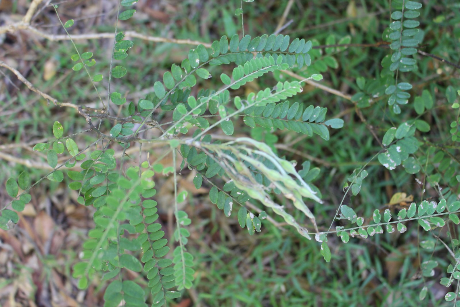 Brush Sophora