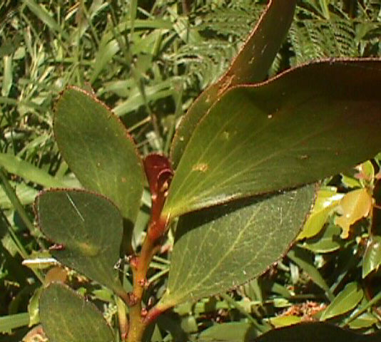 Buffalo Sallow Wattle