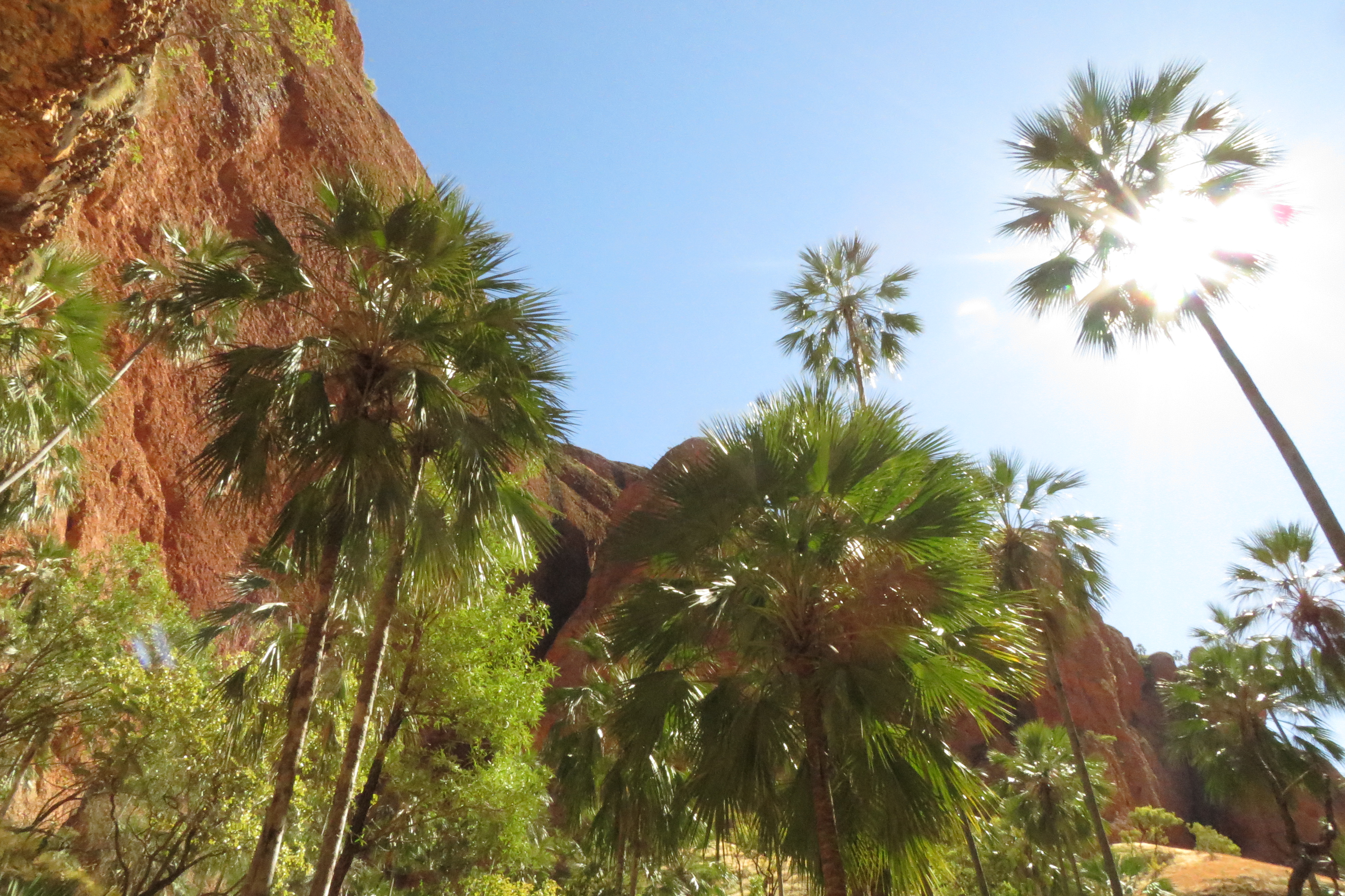 Livistona Palm
