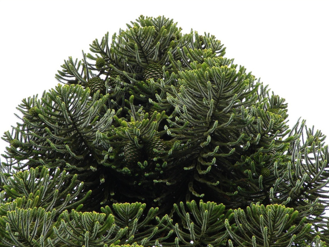 Bunya Pine