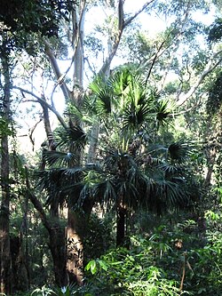 Cabbage Tree Palm