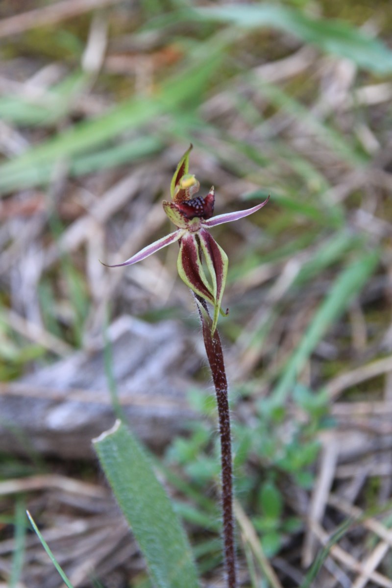 Canberra Spider Orchid