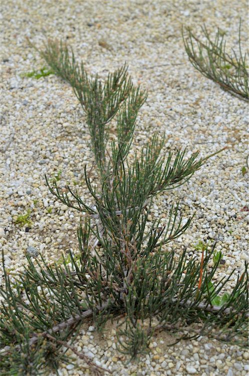 Cape Pillar Sheoak