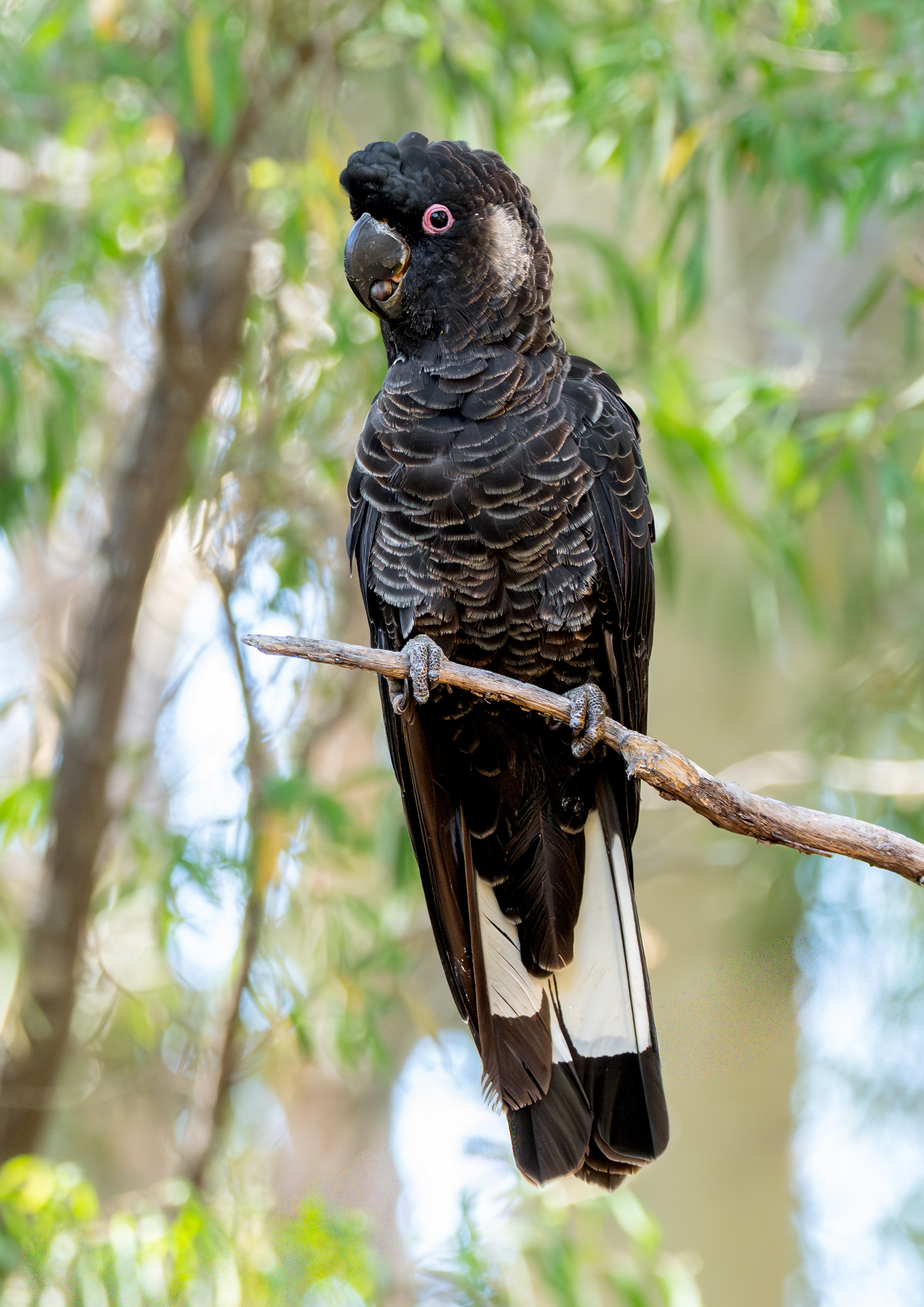 Carnaby's Black-Cockatoo
