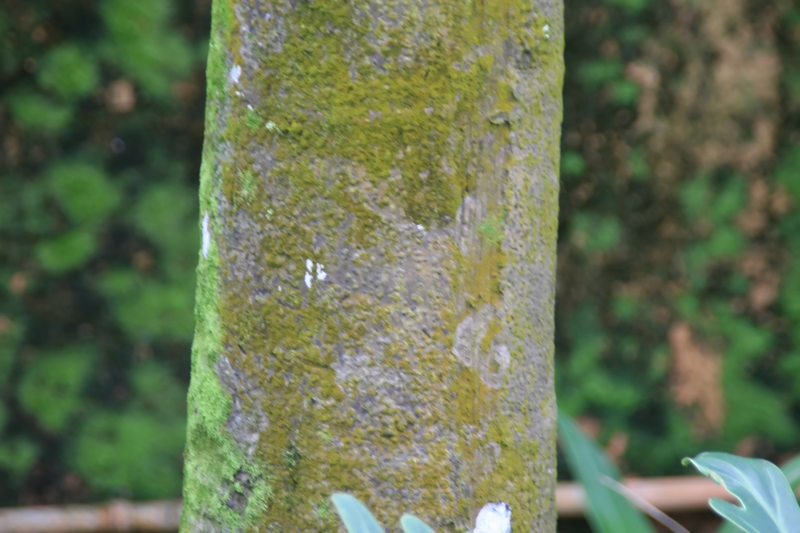 Carpentaria Palm