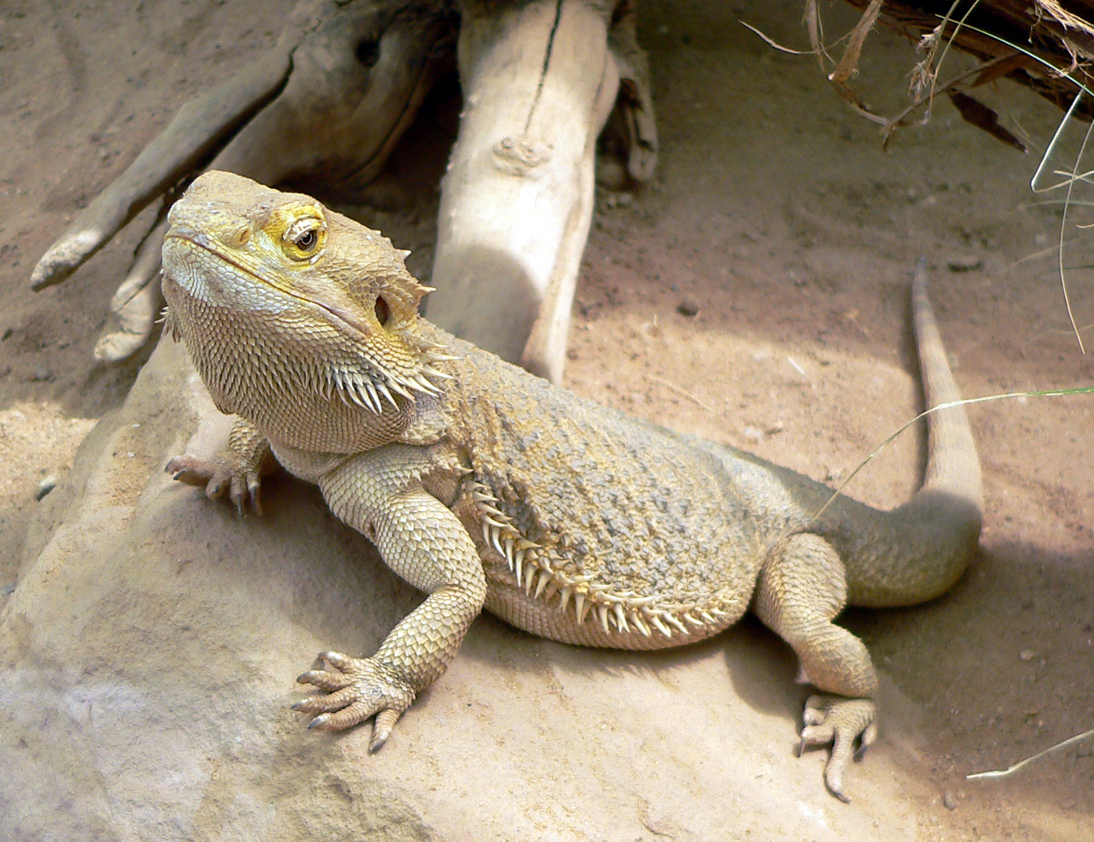 Central bearded dragon