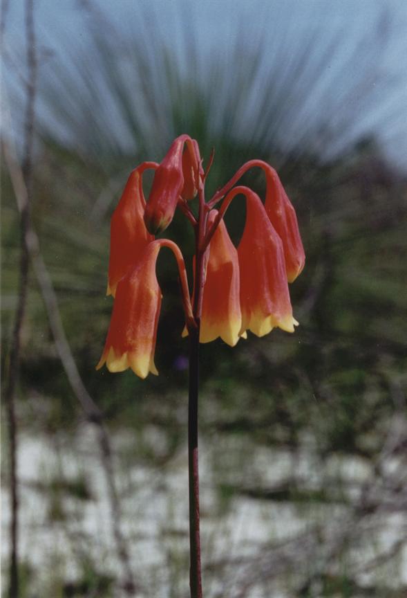 Christmas Bells