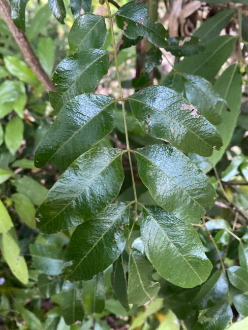 Cigar Cassia