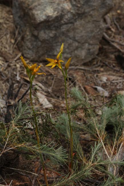 Cinnamon Sun Orchid