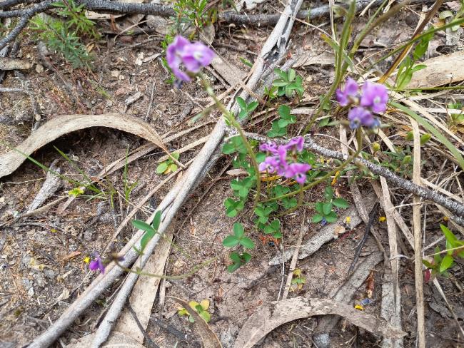 Clover Glycine