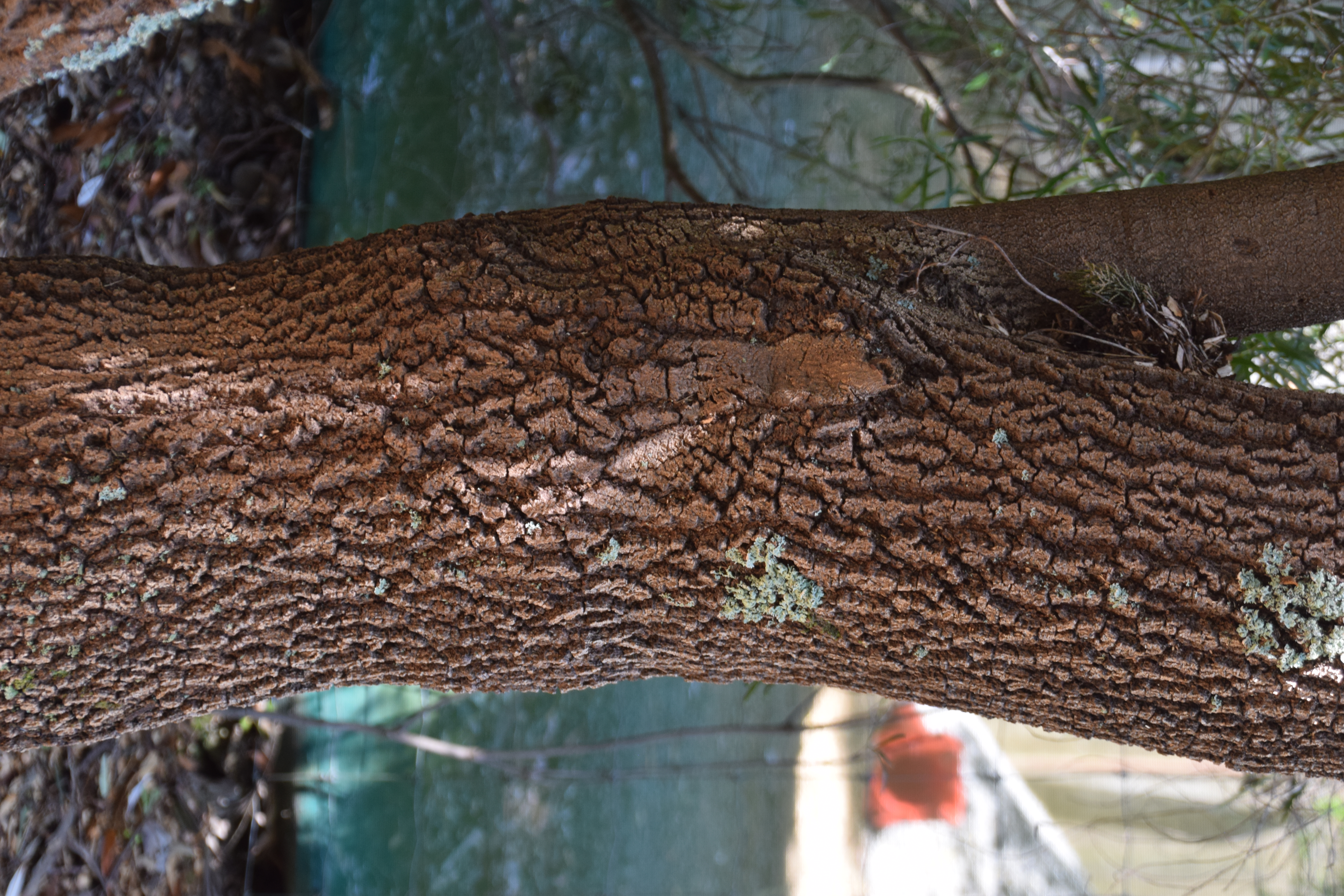 Coast Banksia