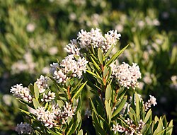 Coast Beard-heath
