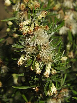 Coast Daisy-bush