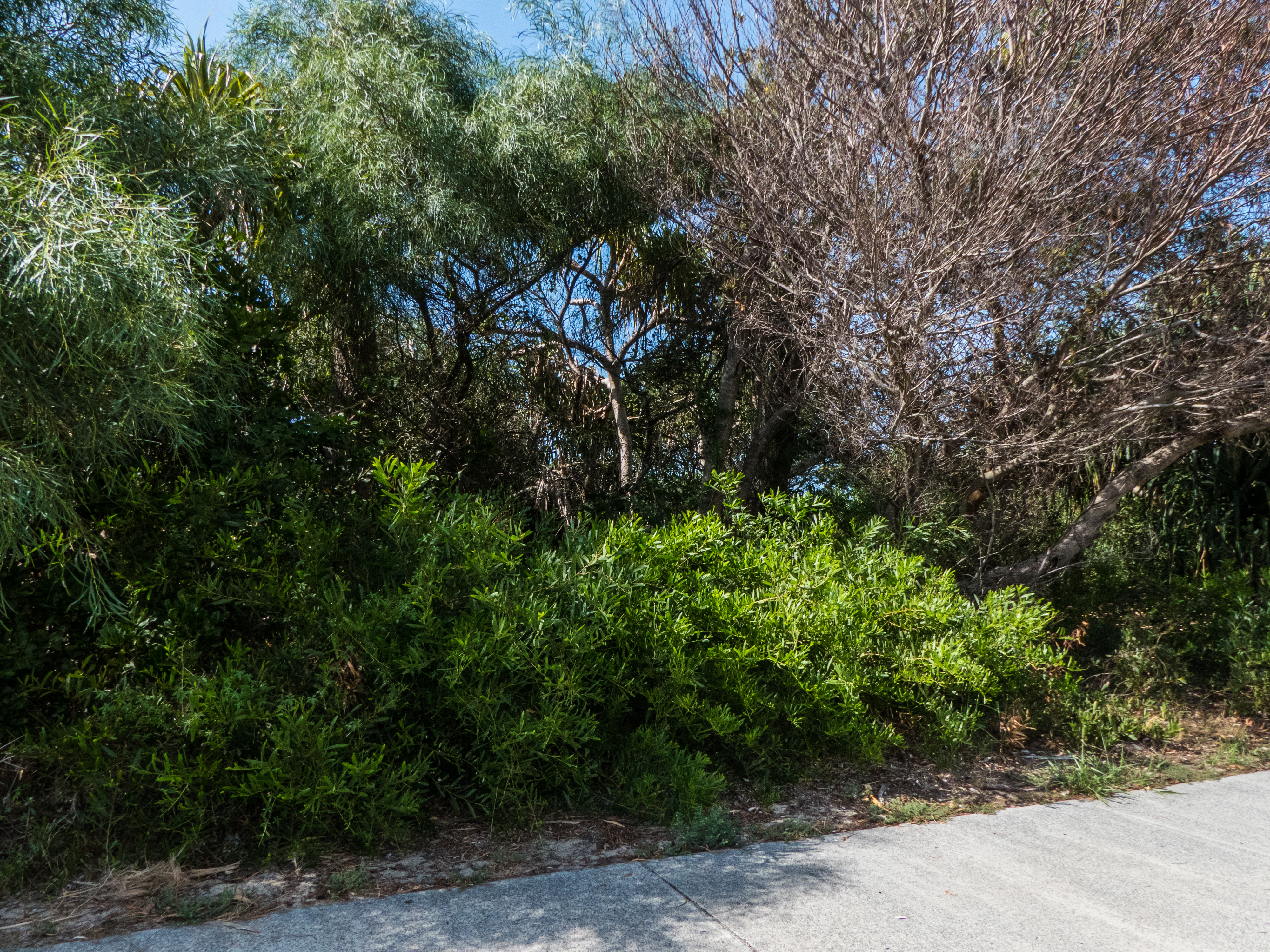 Coast Wattle