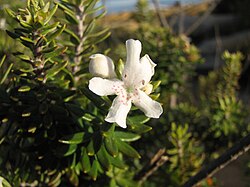 Coastal Rosemary