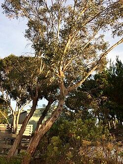 Coastal White Mallee