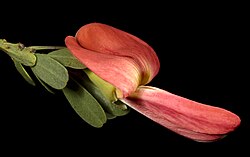 Cockies Tongue (Coral Bush)