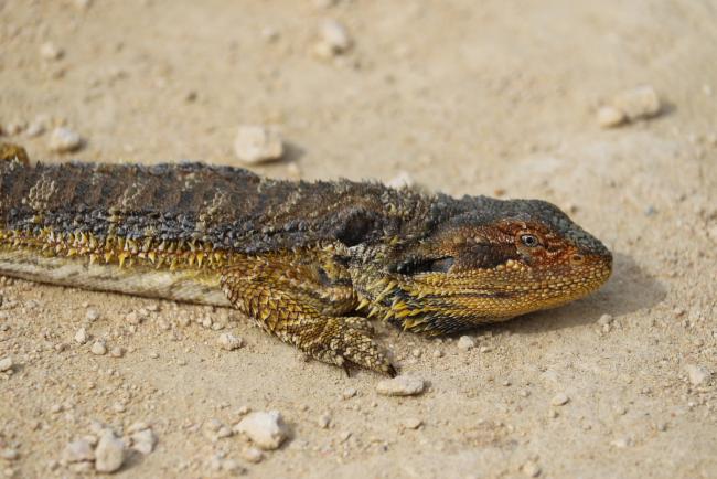 Common Bearded Dragon