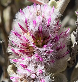 Cotton Bush (Silver Bush)