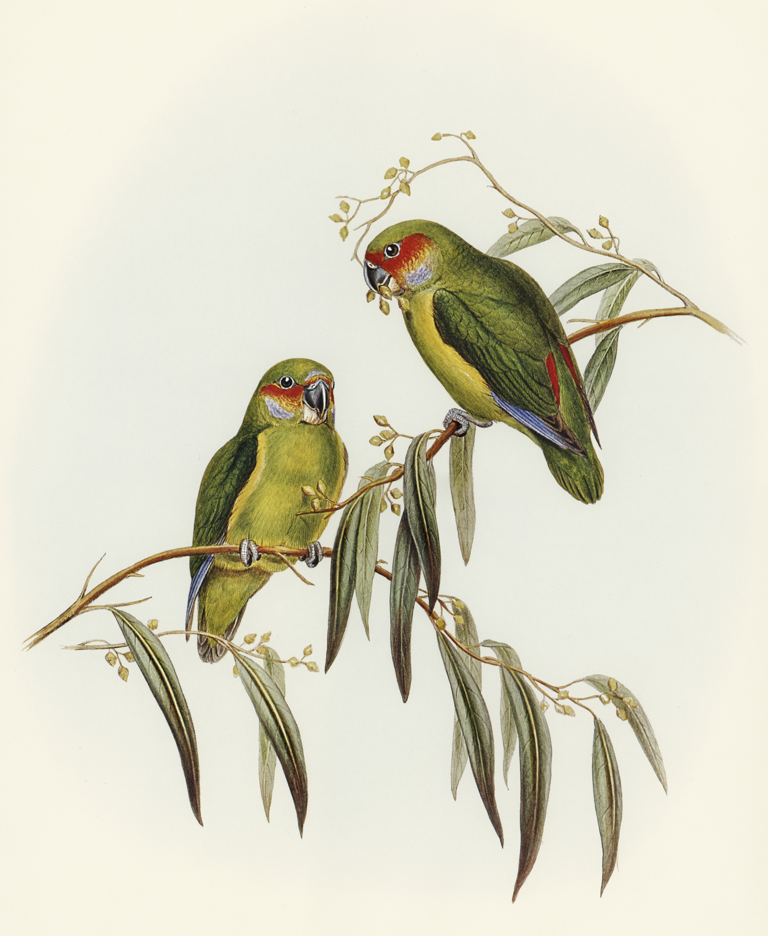 Coxen's Fig-Parrot